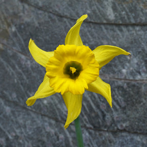 bujei Sierra de Cobra