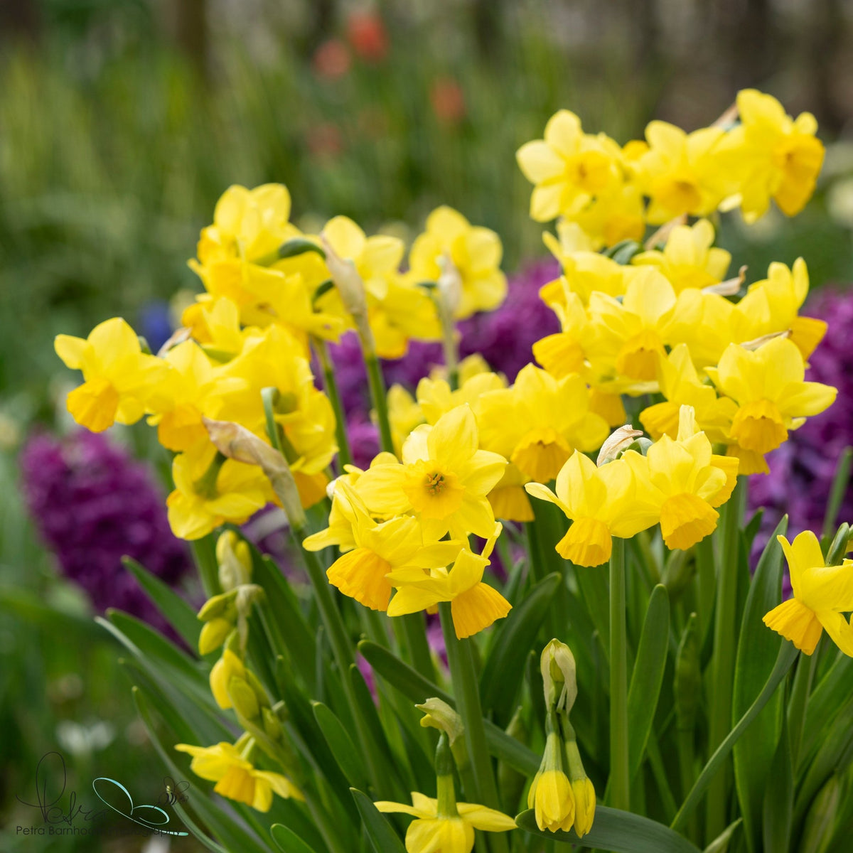 Cornish Chuckles - gele narcis - Fluwel