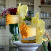 Narcissus JW 2 seedling