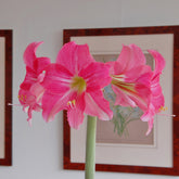 Amaryllis Neon