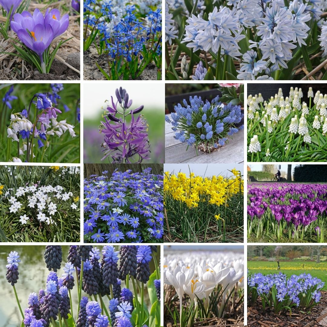 Spring flowering bulb mix of 14 different species