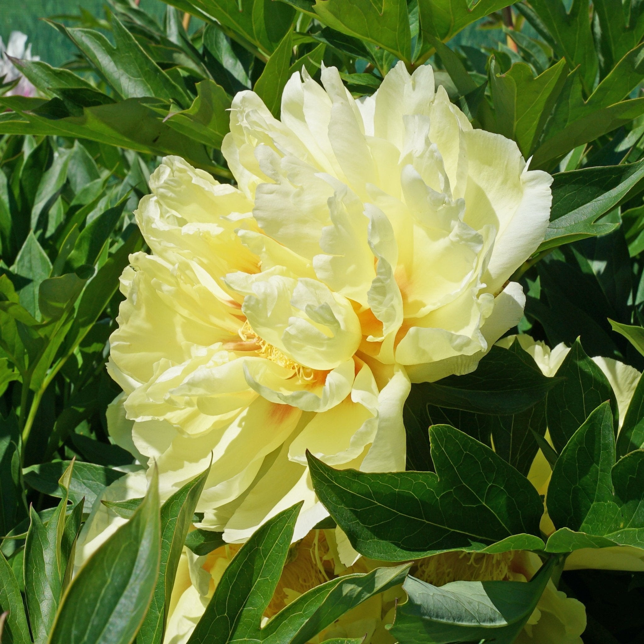 Peony Bartzella (Itoh) - meerkleurige pioenroos - Fluwel