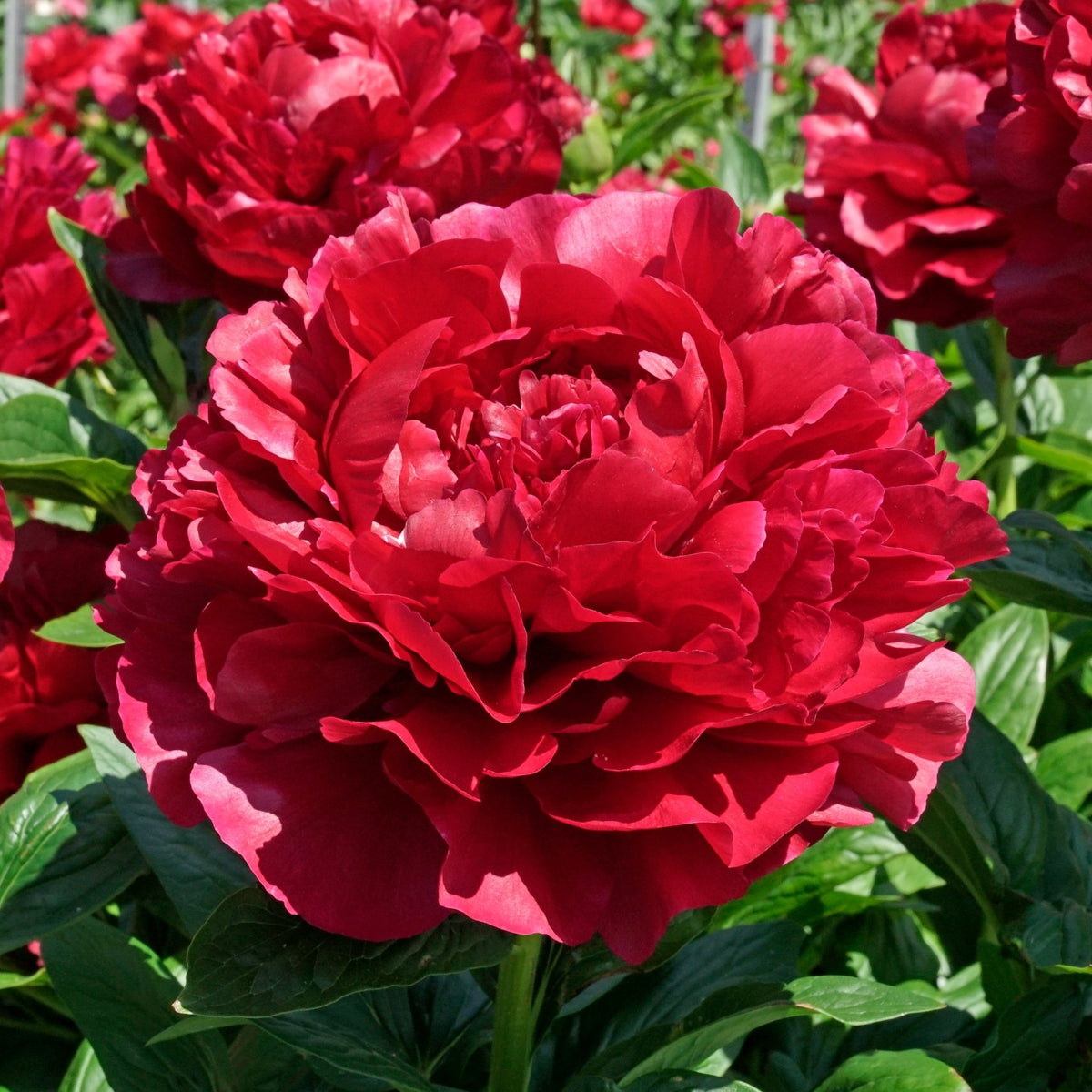 Peony Henry Bockstoce - rode pioenroos - Fluwel