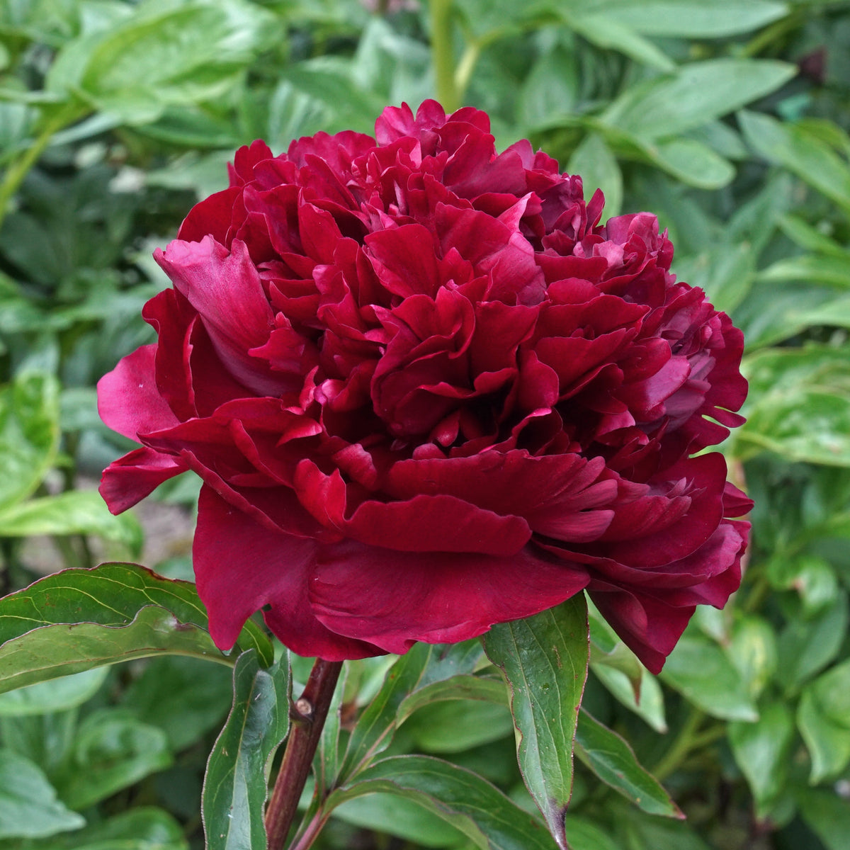 Peony Highlight - rode pioenroos - Fluwel