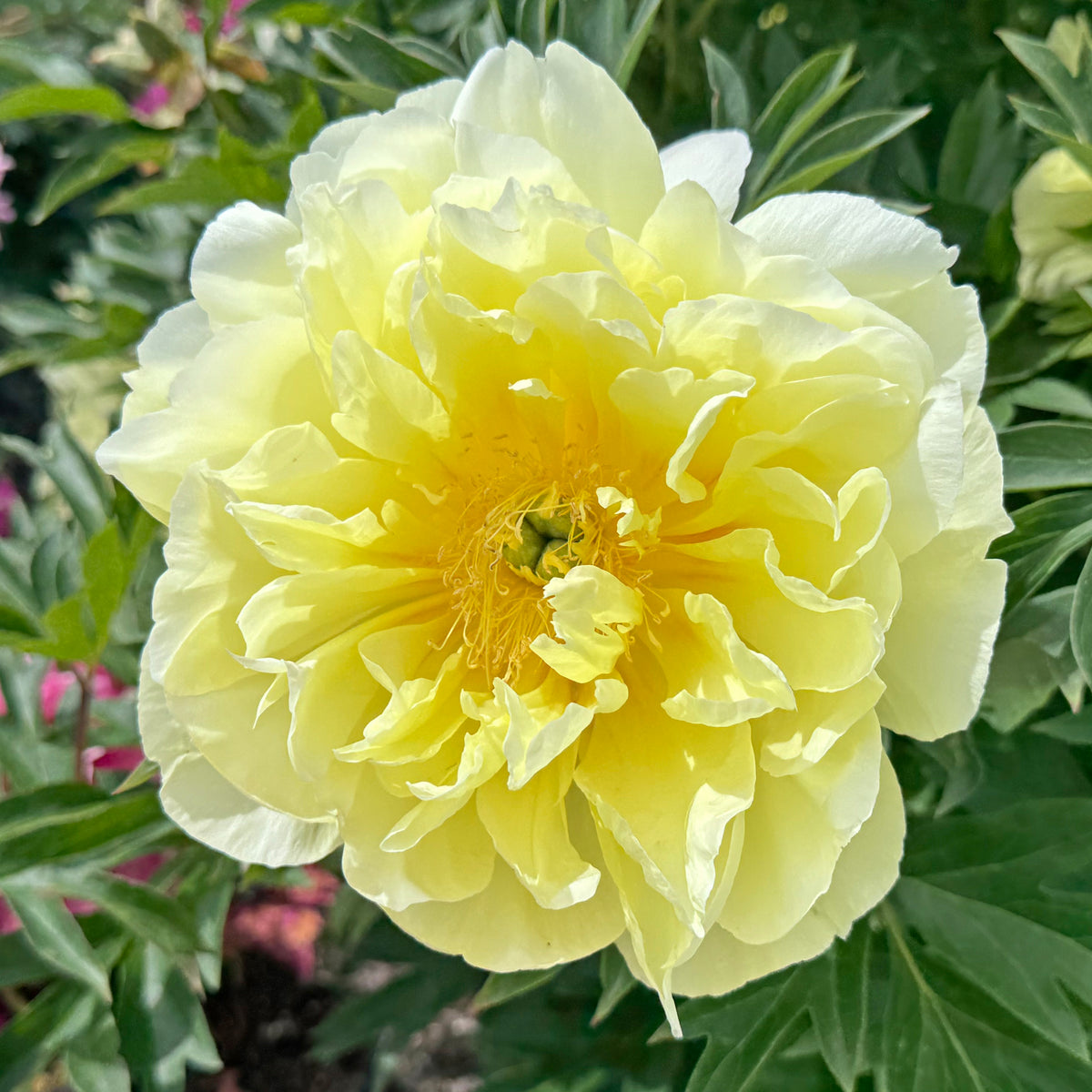 Peony Border Charm (Itoh) - gele pioenroos - Fluwel