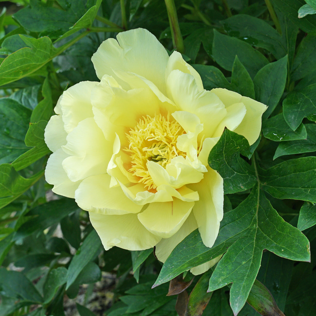 Peony Bartzella (Itoh) - meerkleurige pioenroos - Fluwel