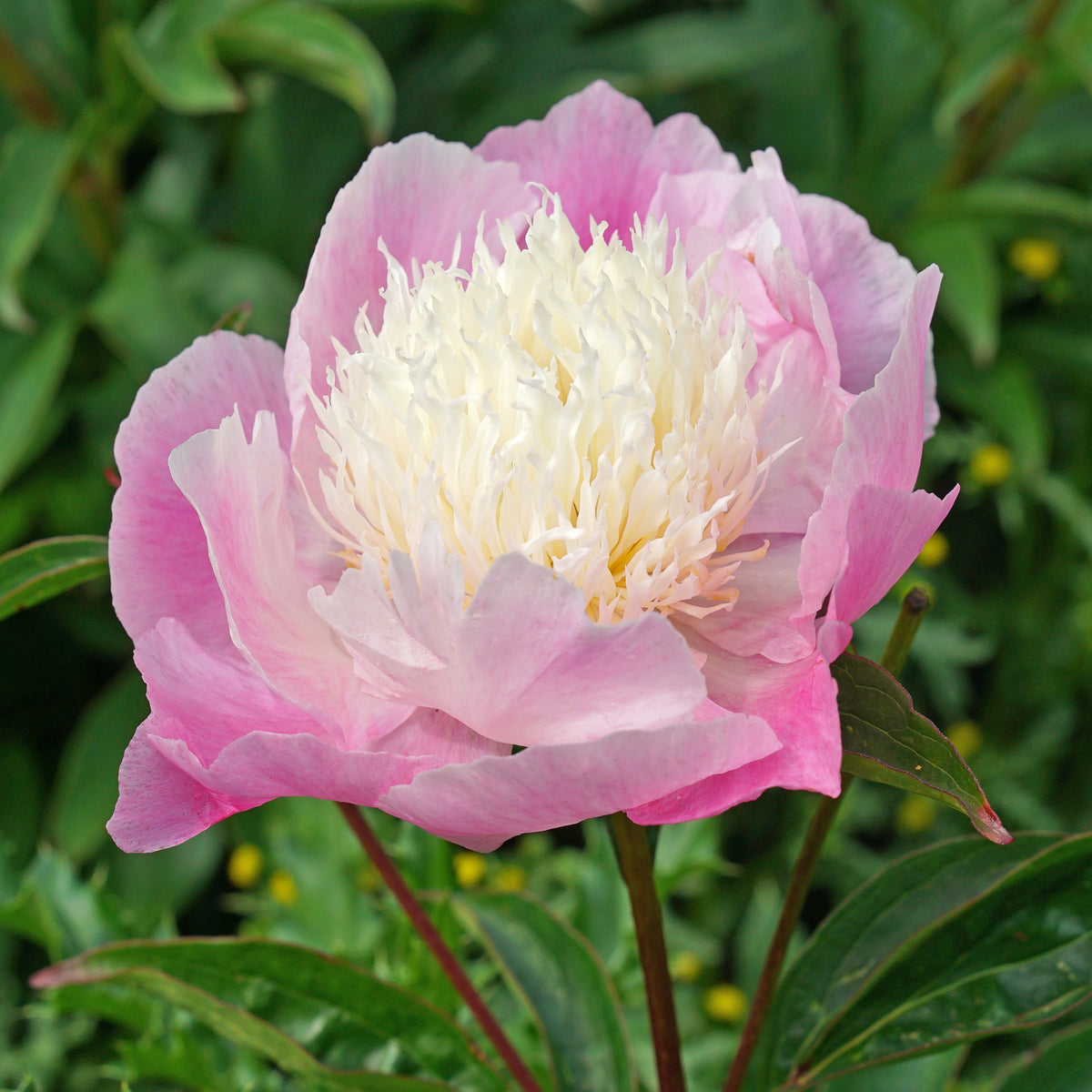 Peony She's My Star - roze pioenroos - Fluwel