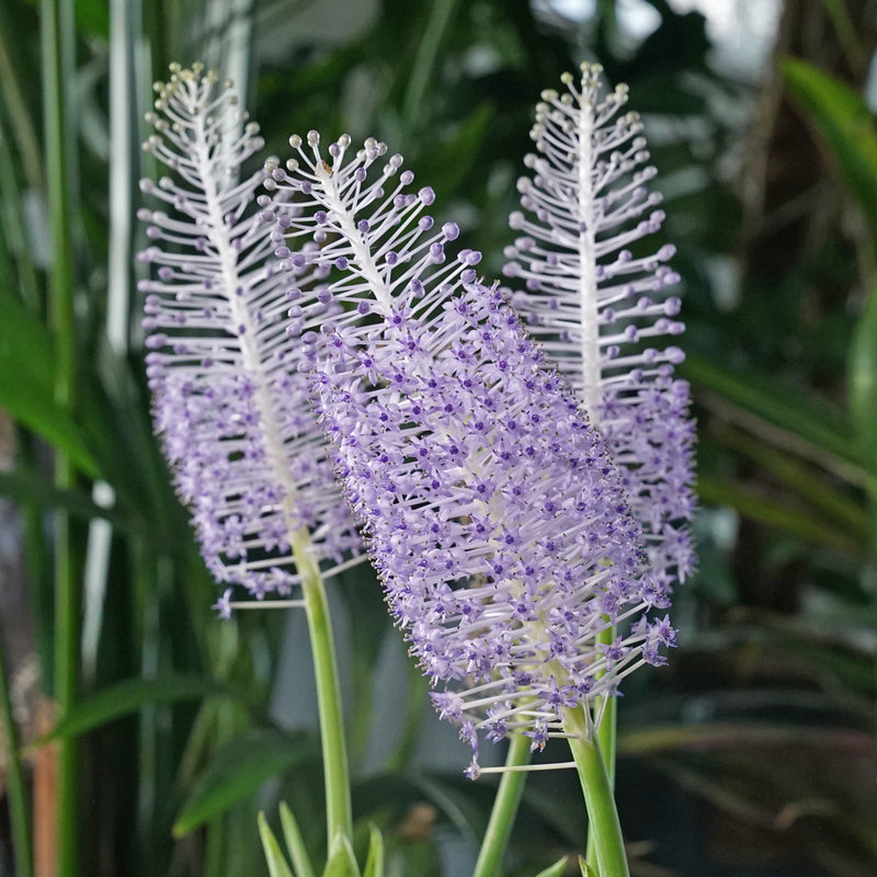 Scilla madereinsis