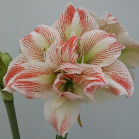 Amaryllis Striped Echo