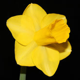 Temba