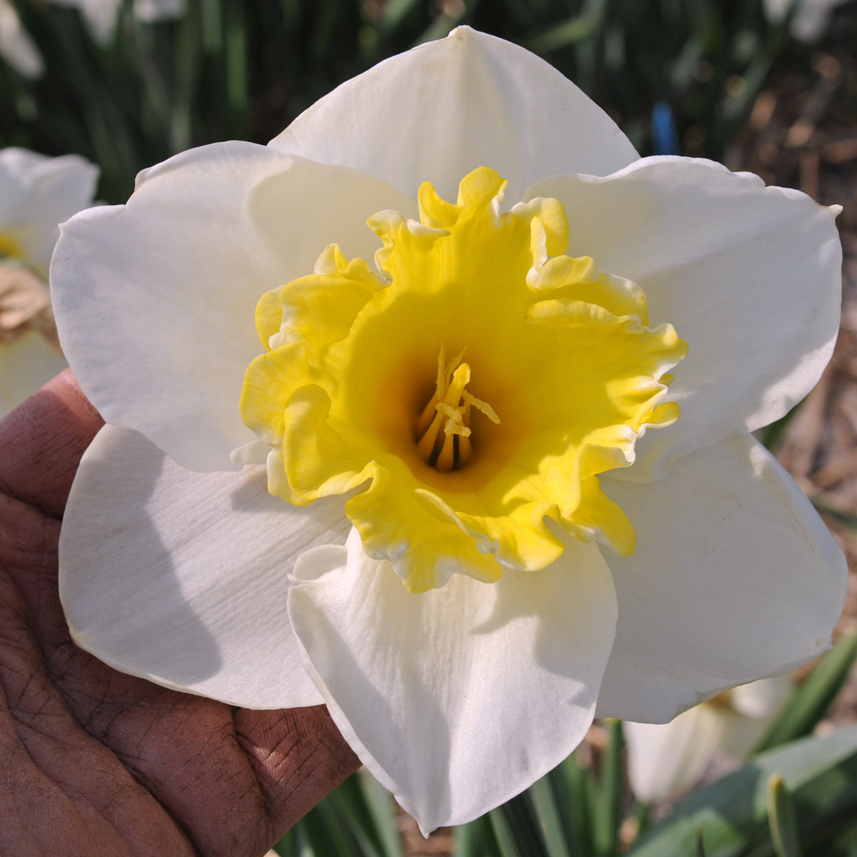 Fluwel Special Narcissus – Page 14