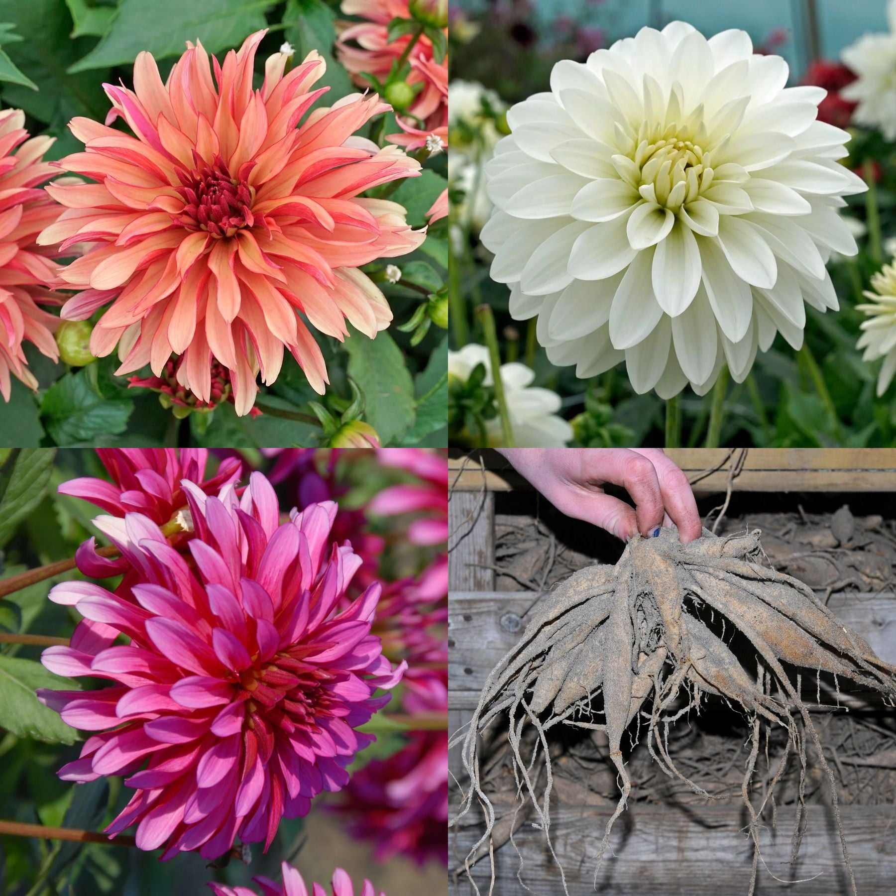 Dahlia Gallery Triple