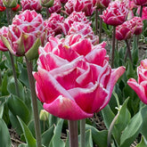 Product picture Tulip Let's Dance