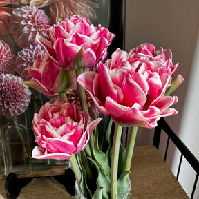 Product picture Tulip Let's Dance