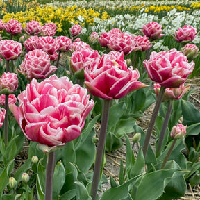 Product picture Tulip Let's Dance