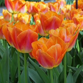Product picture Tulip Sunrise Dynasty