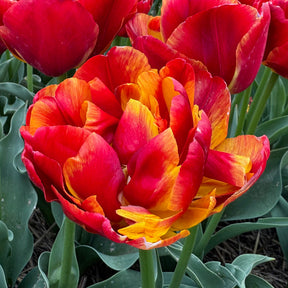 Product picture Tulip Furiosa