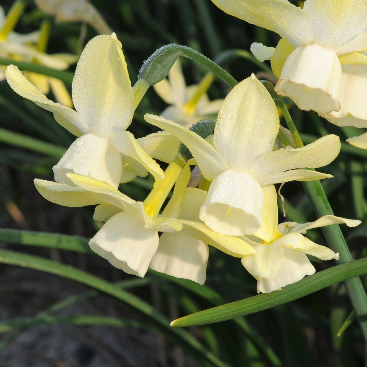 Abbey Road - Special Narcissus - Fluwel