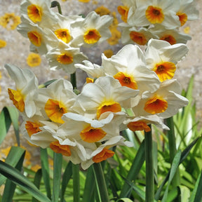 Abraxis - Special Narcissus - Fluwel