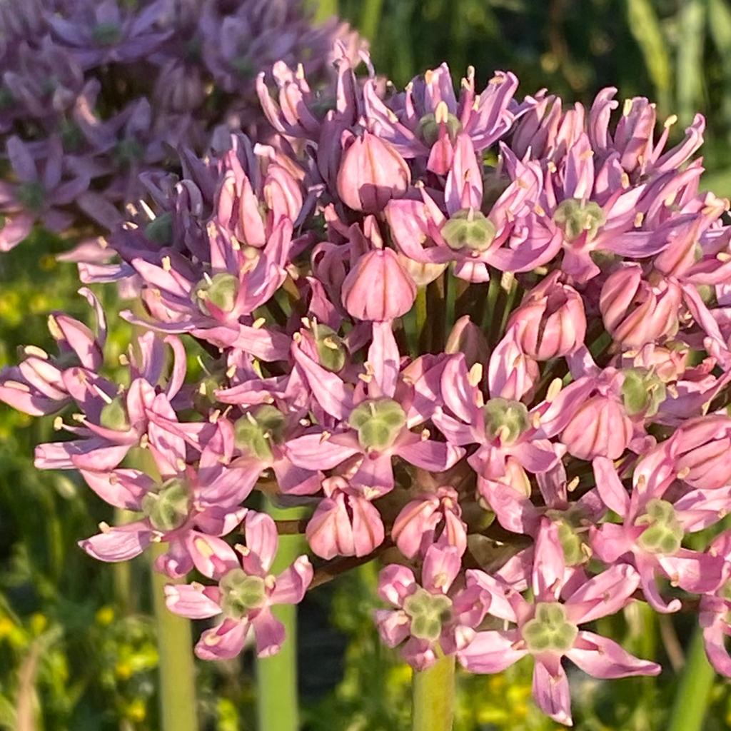 Allium Pink Jewel - roze allium - Fluwel
