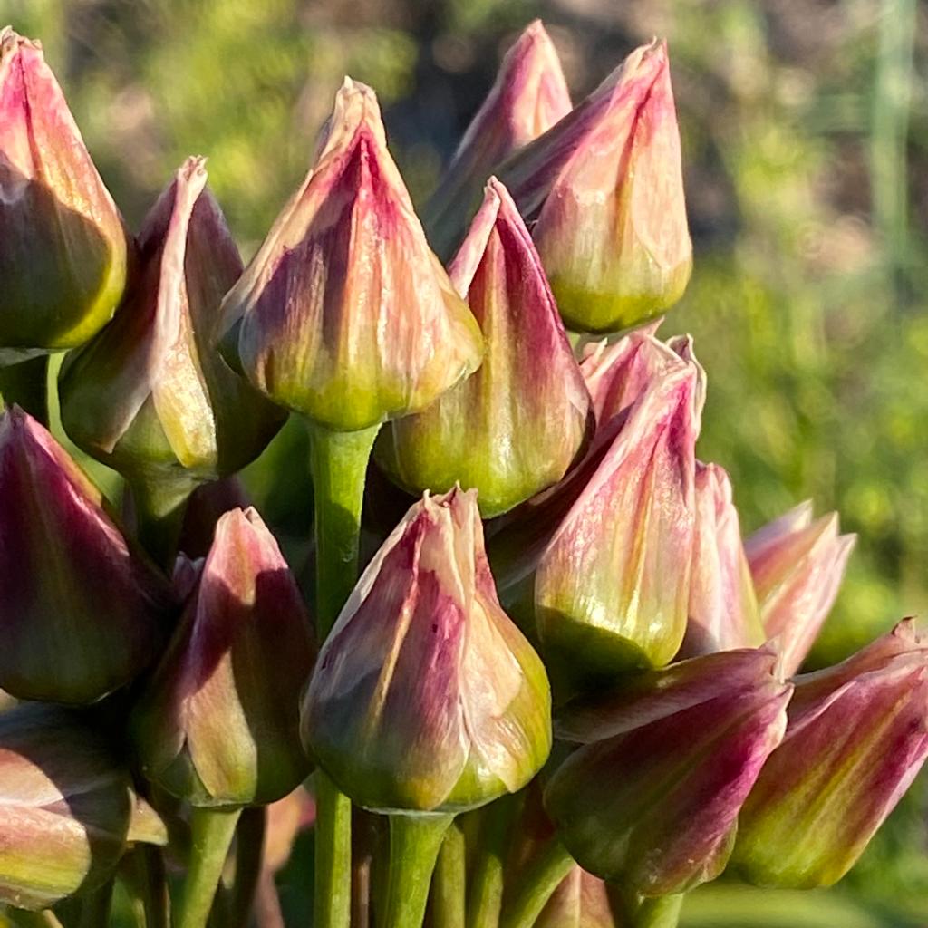 Allium siculum - roze allium - Fluwel