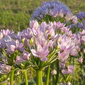 Allium unifolium - Alliums - Fluwel