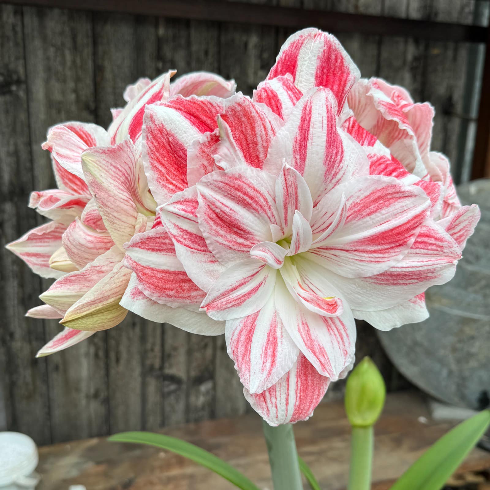 Amaryllis Amazing Belle - meerkleurige amaryllis - Fluwel