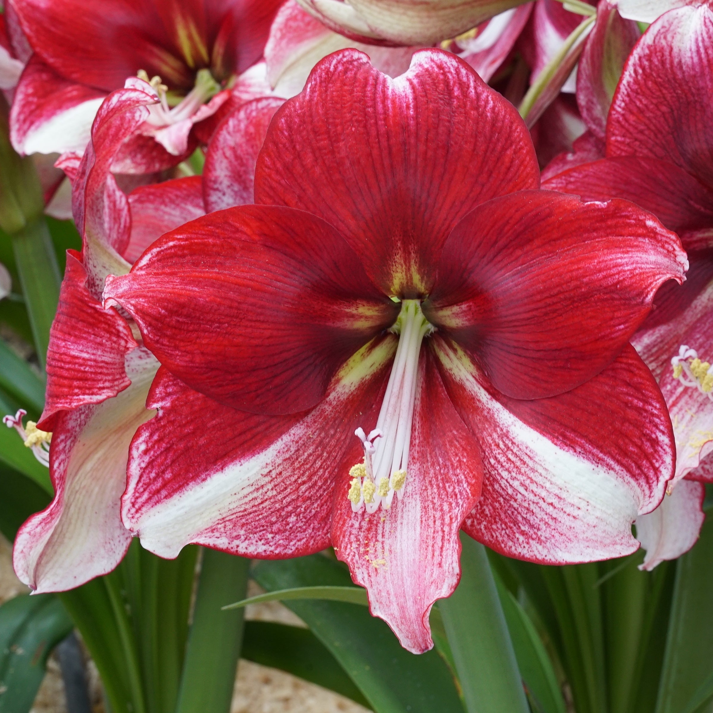 Amaryllis American Dream - meerkleurige amaryllis - Fluwel