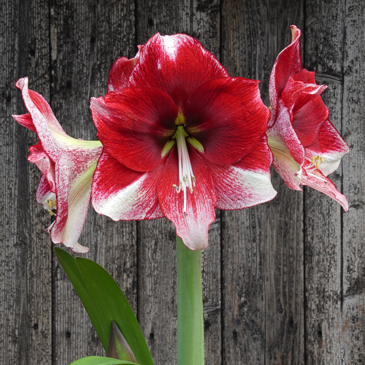 Amaryllis American Dream - Amaryllis - Fluwel