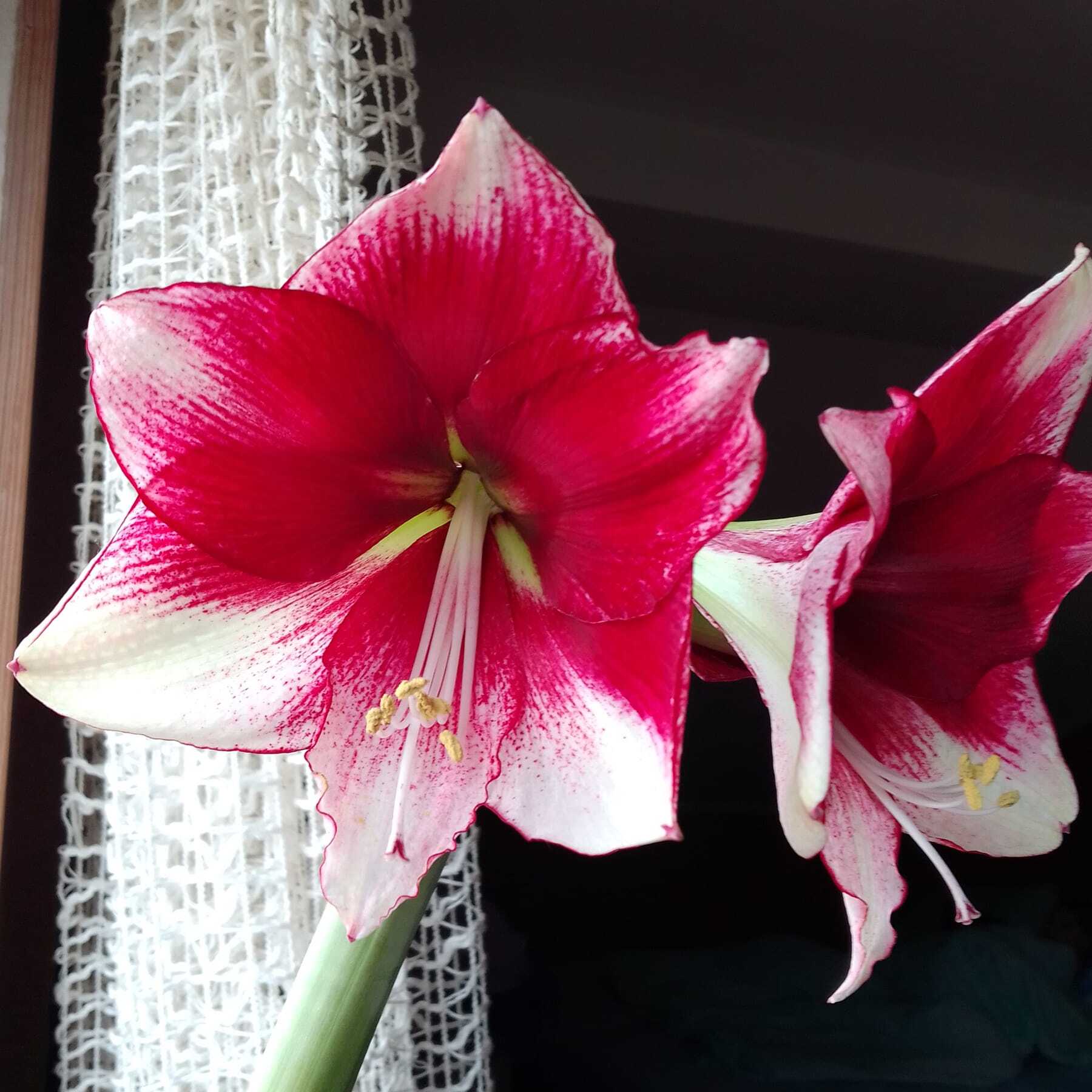 Amaryllis American Dream - meerkleurige amaryllis - Fluwel