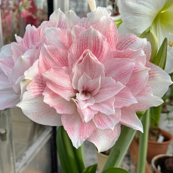 hippeastrum amaryllis Amaryllis Candy Belle (Hippeastrum) | per 1 piece