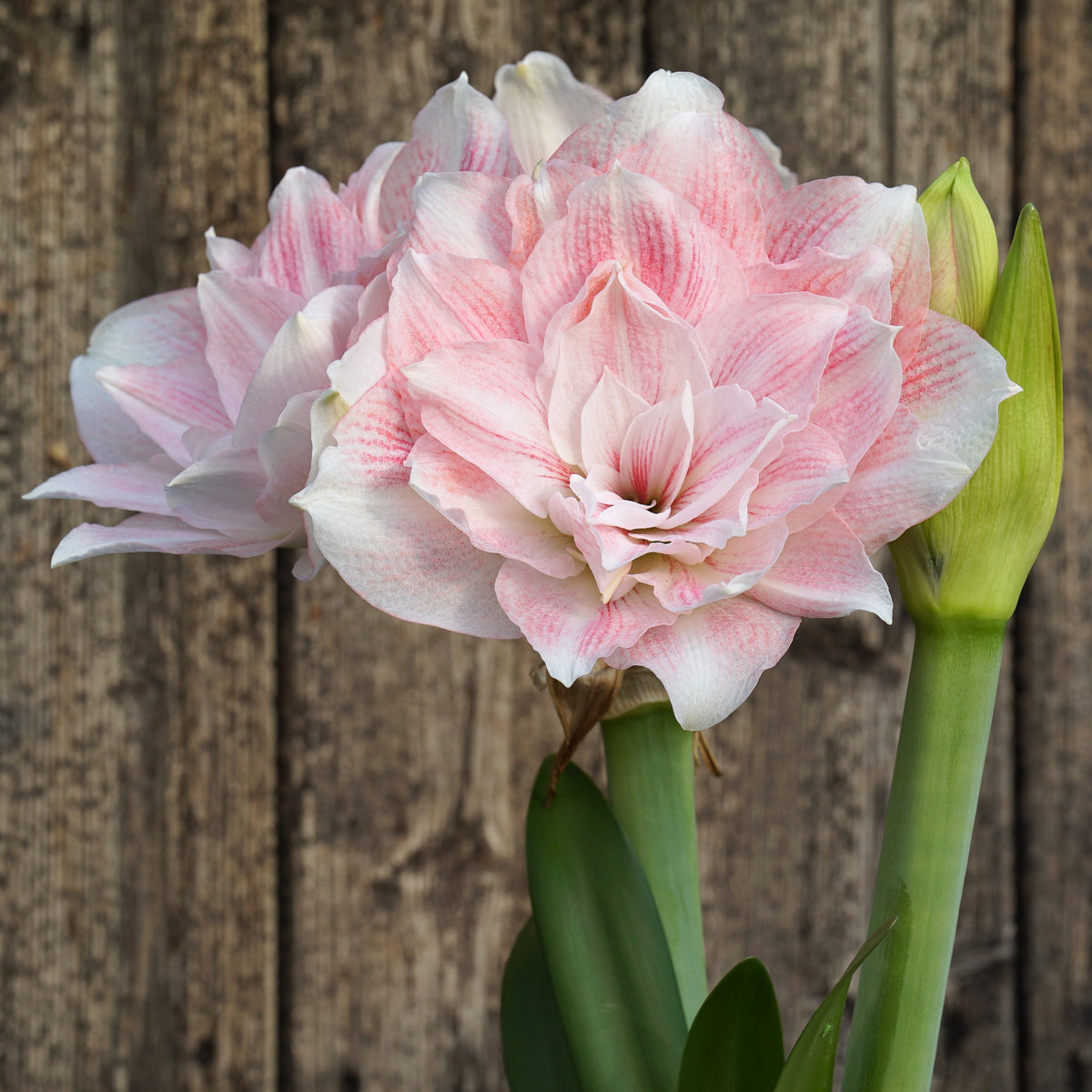 Amaryllis Candy Belle - Amaryllis - Fluwel