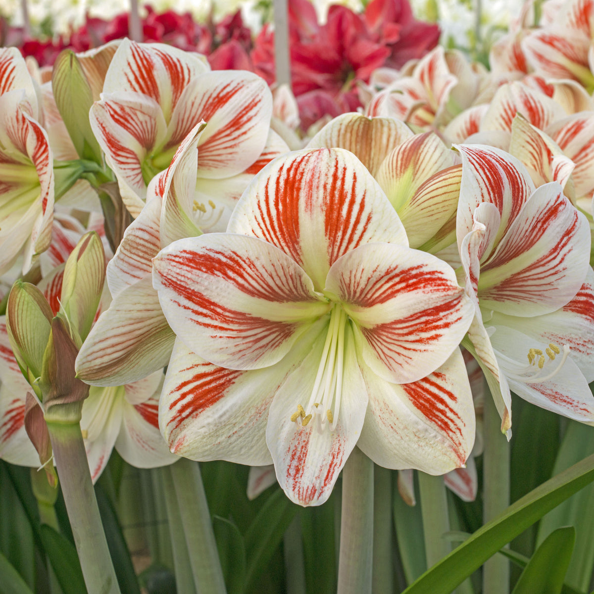 Amaryllis Caramba - Amaryllis - Fluwel