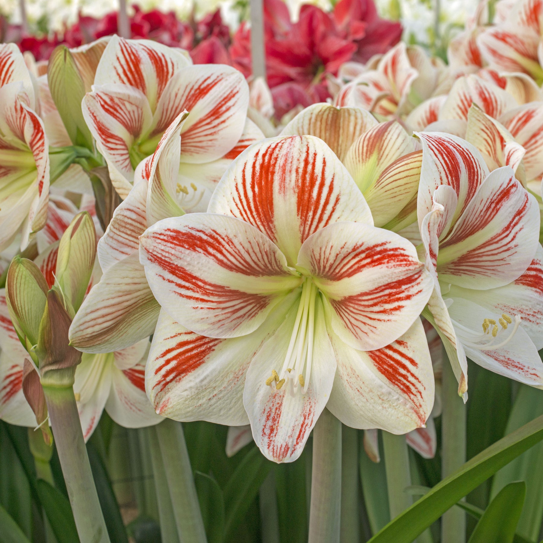 Amaryllis Caramba - Amaryllis - Fluwel
