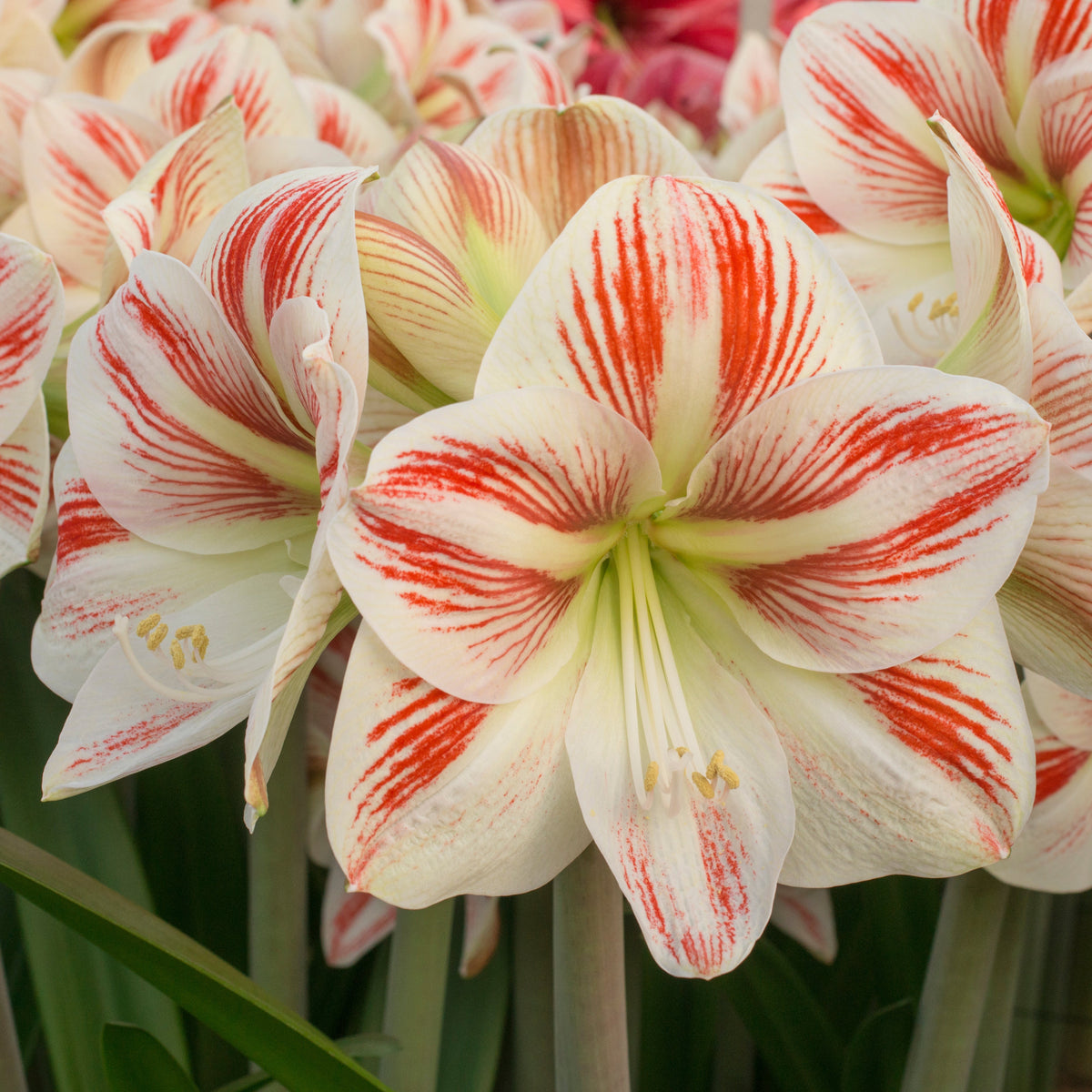 Amaryllis Caramba - Amaryllis - Fluwel