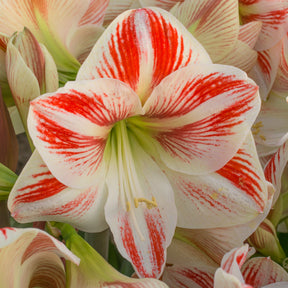 Amaryllis Caramba - Amaryllis - Fluwel
