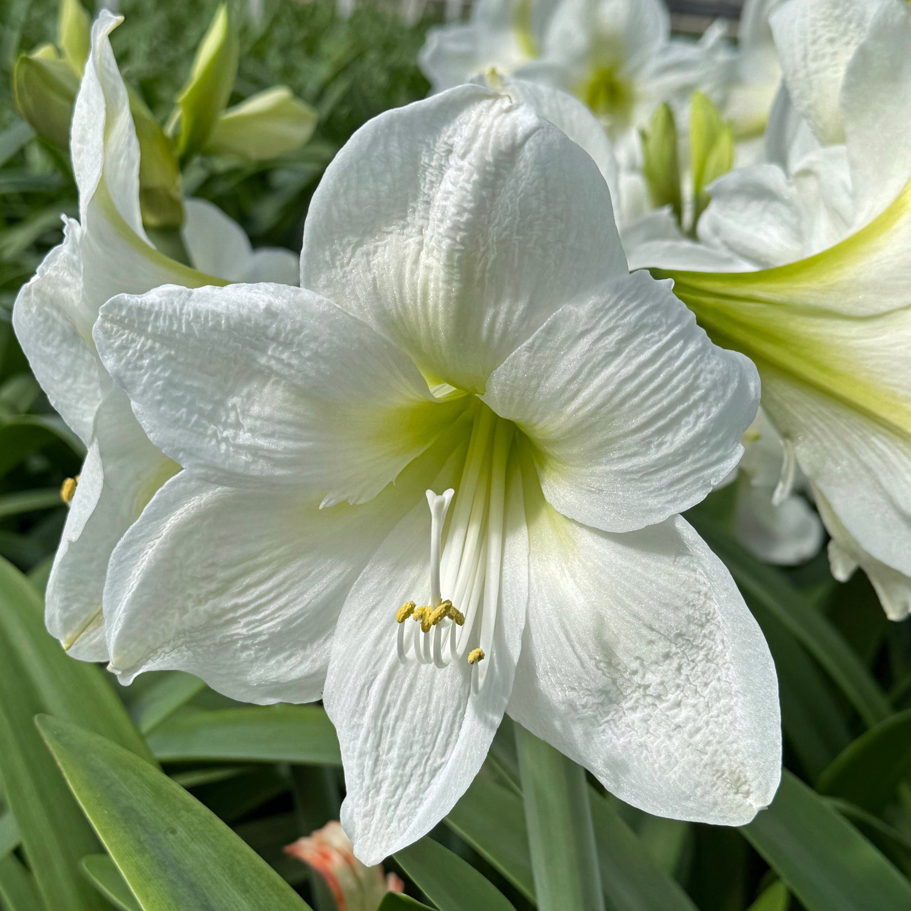 Amaryllis Casablanca - Amaryllis - Fluwel