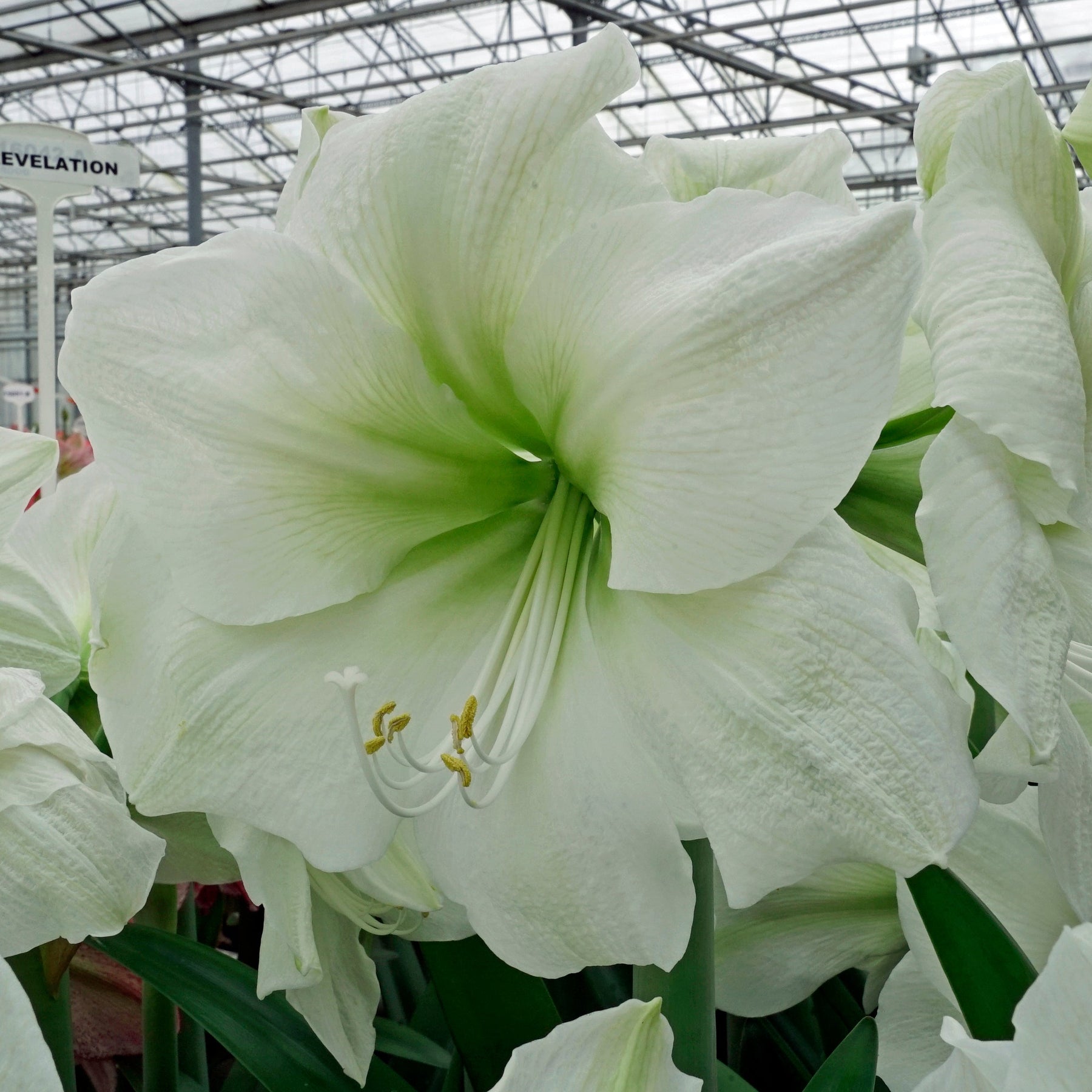Amaryllis Casablanca - Amaryllis - Fluwel