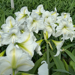 Amaryllis Casablanca - Amaryllis - Fluwel