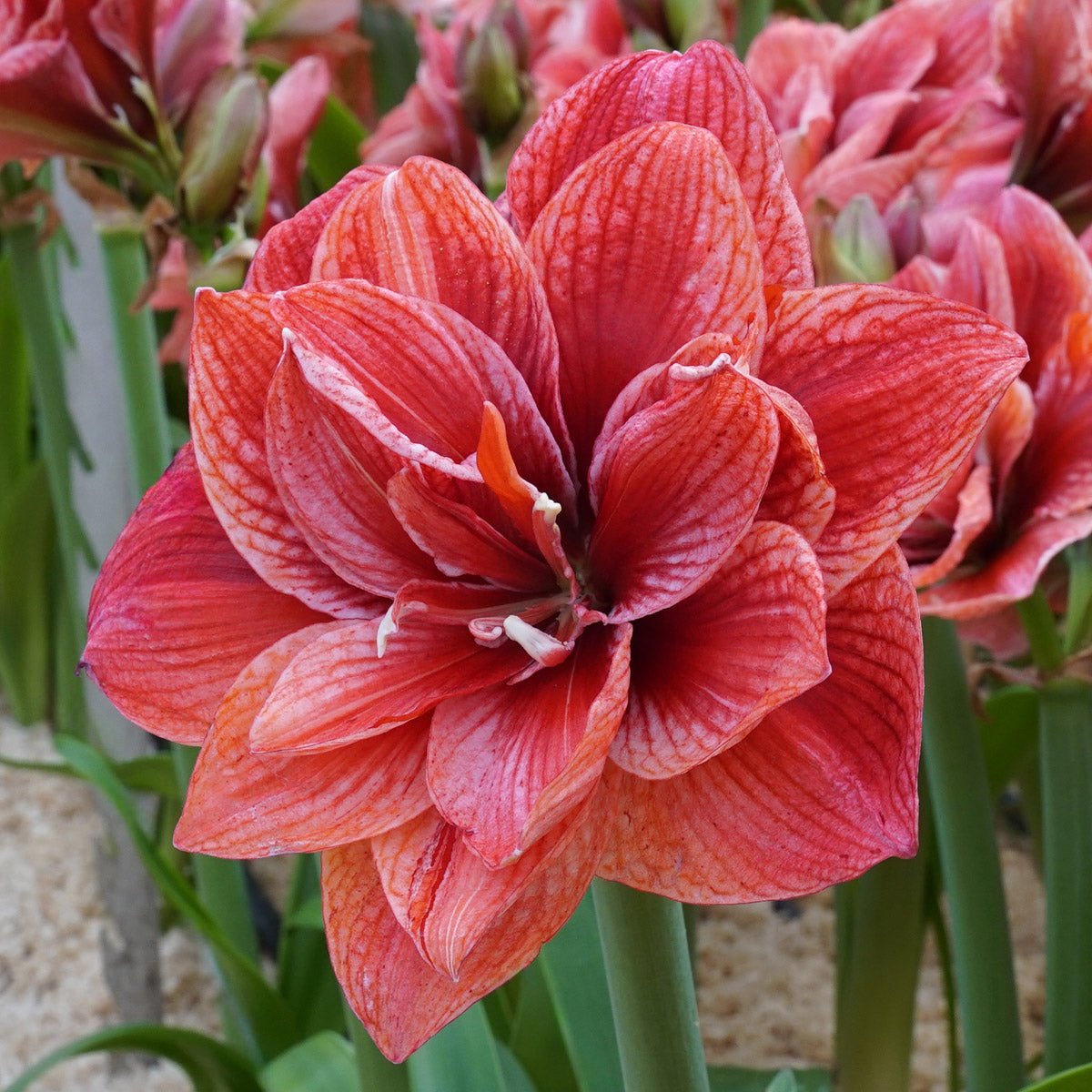 Amaryllis Cherry Amadeus - meerkleurige amaryllis - Fluwel