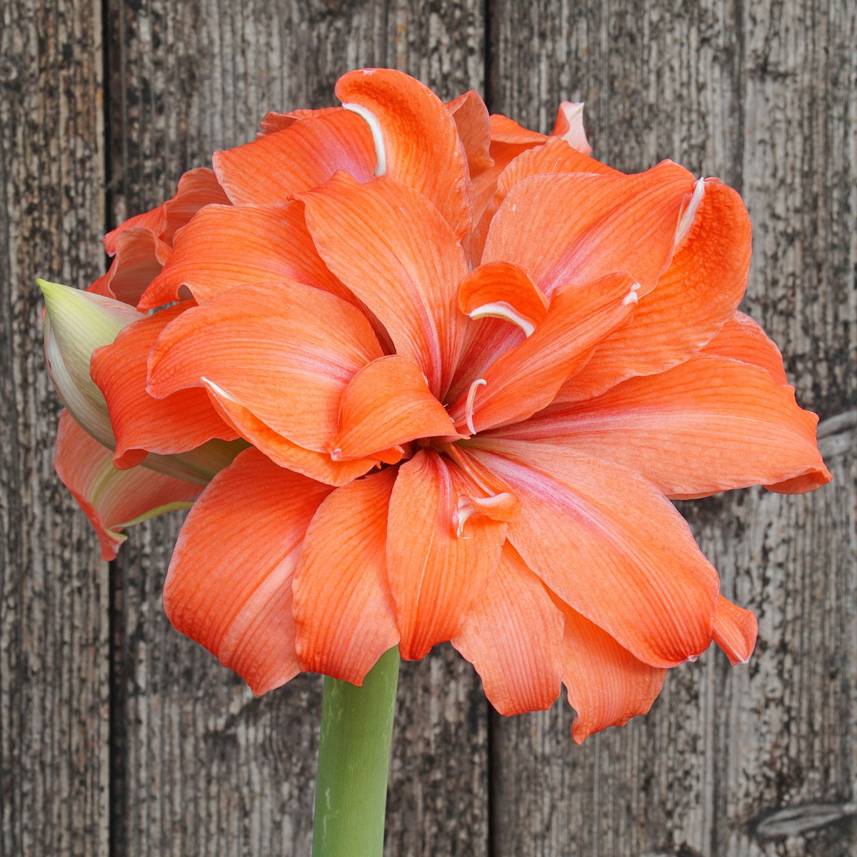 Amaryllis Coral Belle - Amaryllis - Fluwel