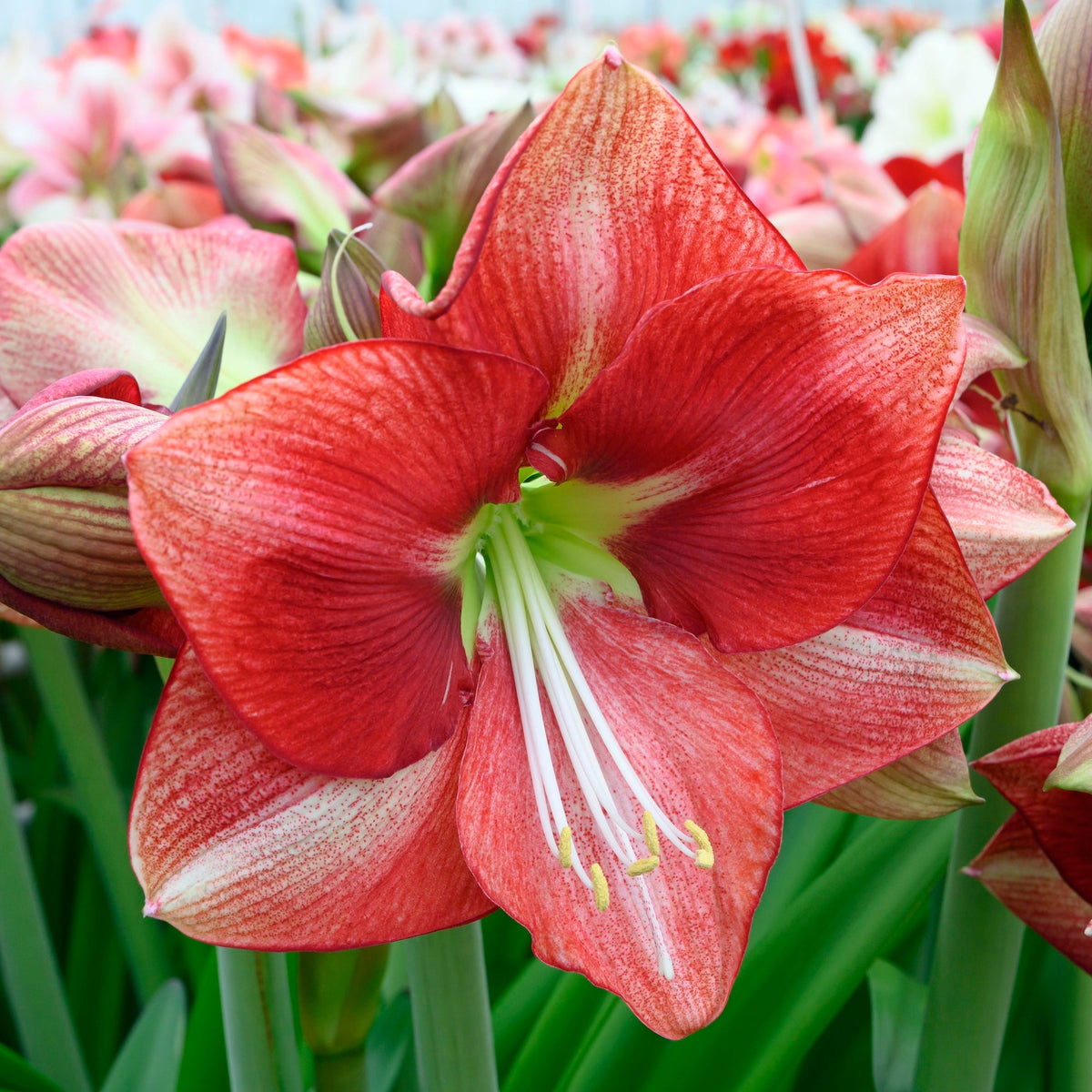 Amaryllis Coral Flame - Amaryllis - Fluwel