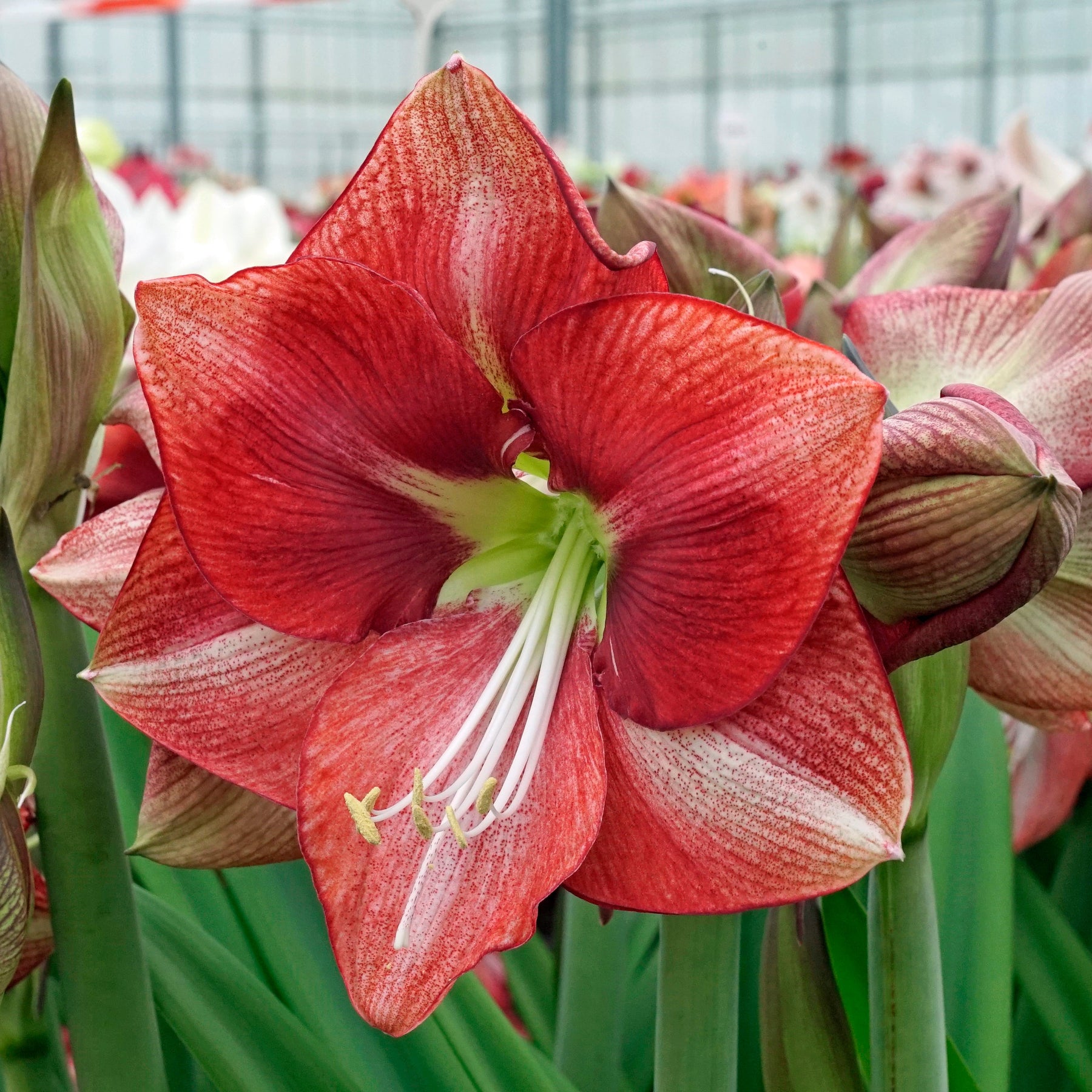 Amaryllis Coral Flame - Amaryllis - Fluwel