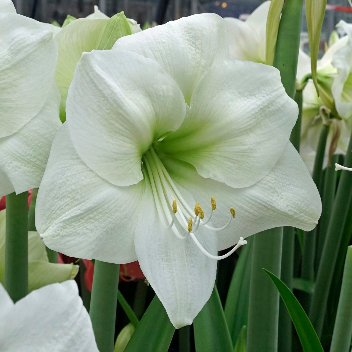 Amaryllis Himalaya - Amaryllis - Fluwel