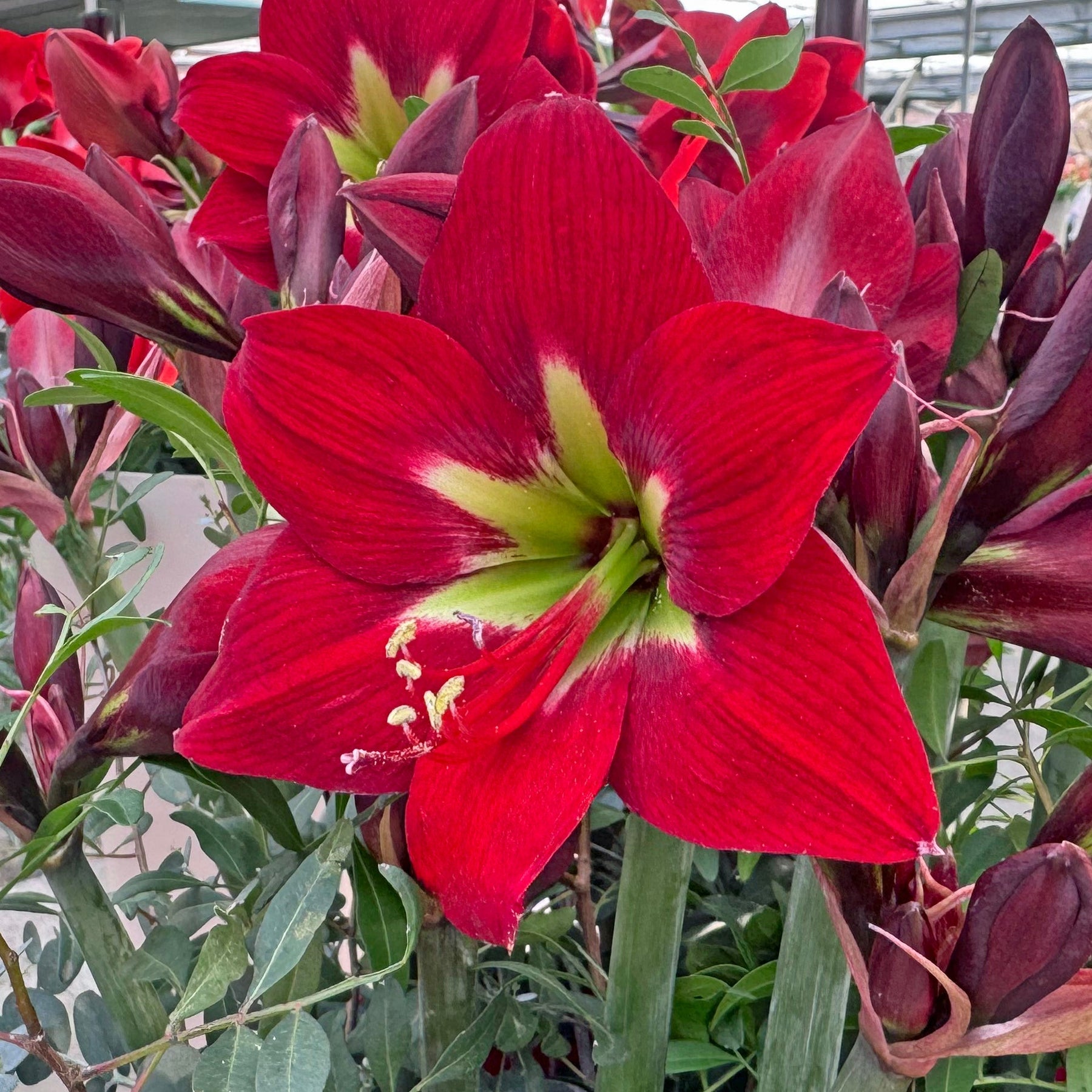 Amaryllis Ibiza - Amaryllis - Fluwel