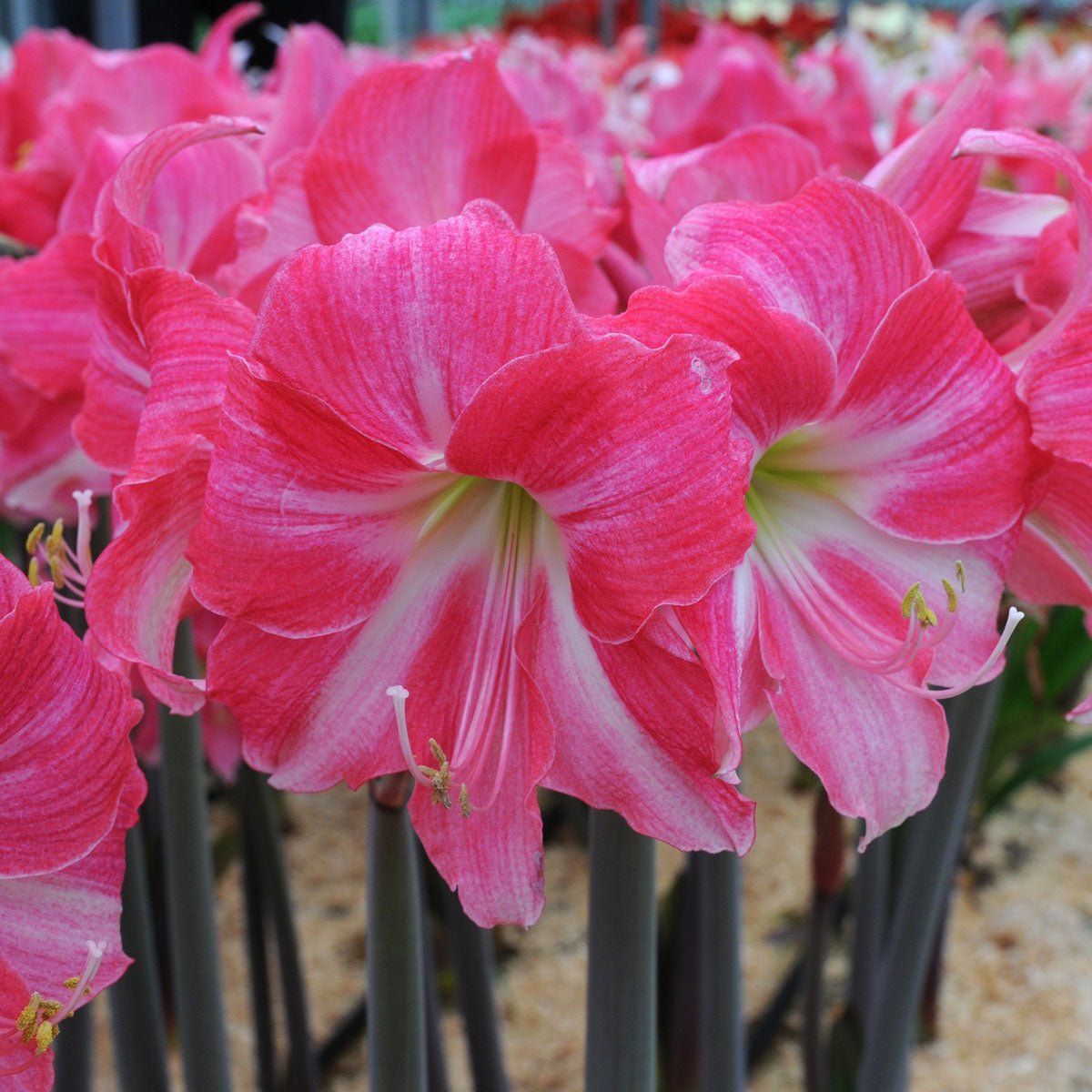 Amaryllis Neon - roze amaryllis - Fluwel