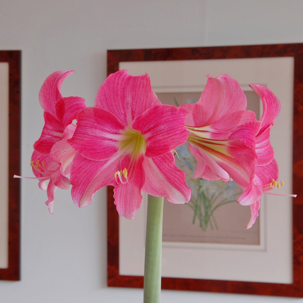 Amaryllis Neon - Amaryllis - Fluwel