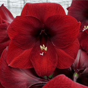 Amaryllis Night Fever - Amaryllis - Fluwel