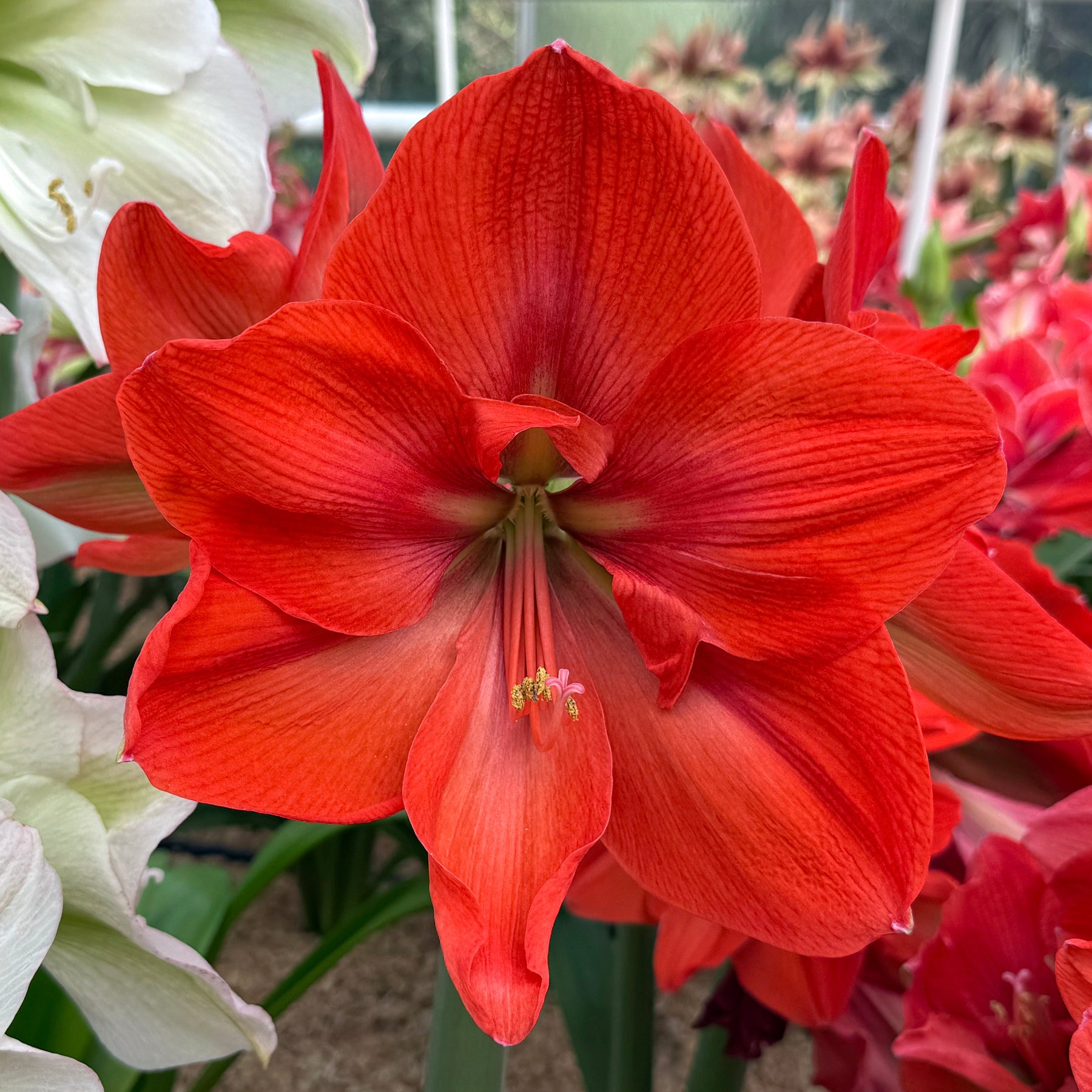 Amaryllis Nr. 180.14 - 1 - Amaryllis - Fluwel