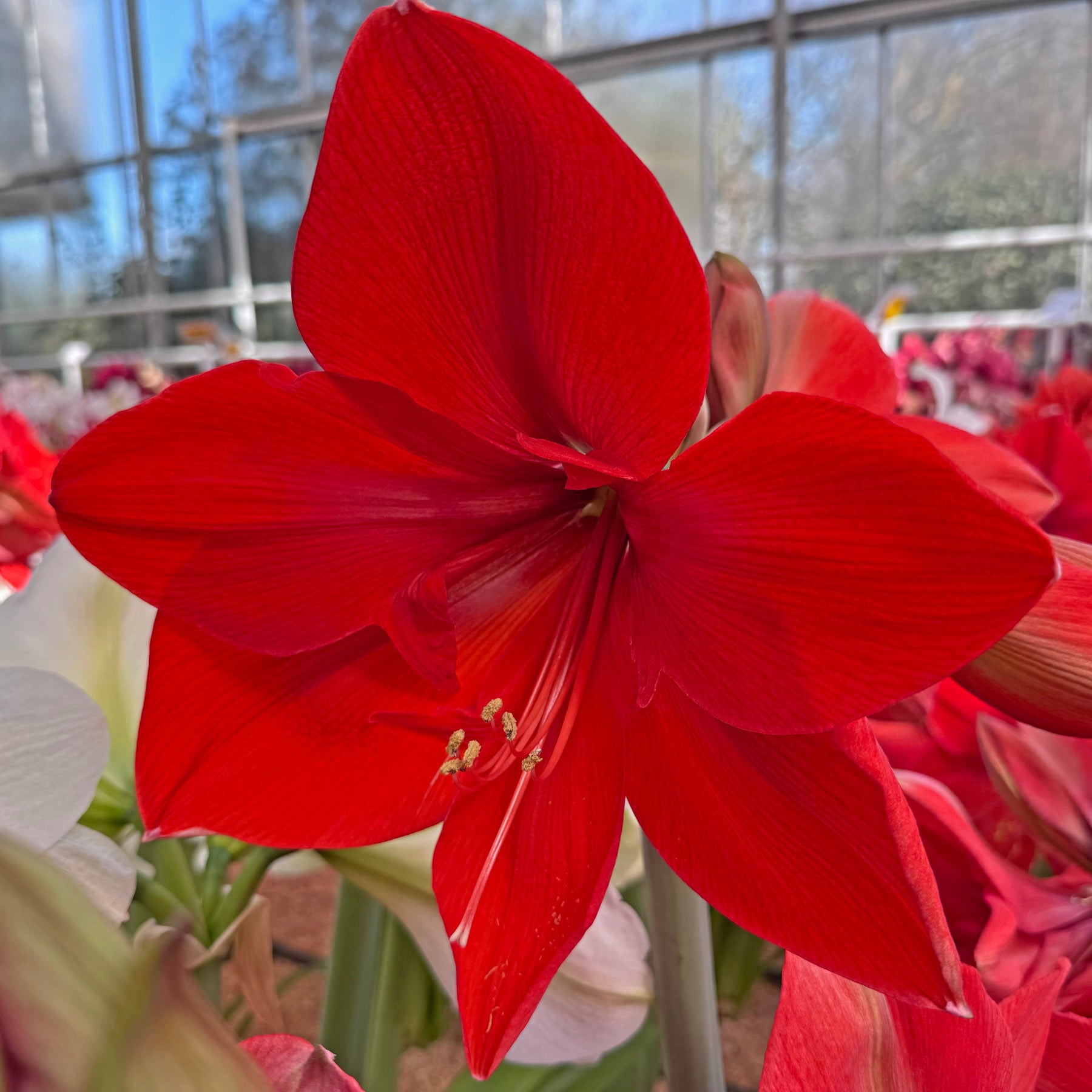 Amaryllis Nr. 180.14 - 2 - Amaryllis - Fluwel